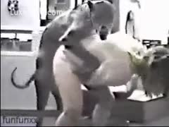 A vicious trollop is shown in the beast film being stuffed by her big K9 while in the doggie stance.